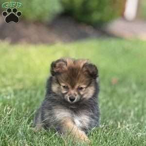 Little Jon, Pomeranian Puppy